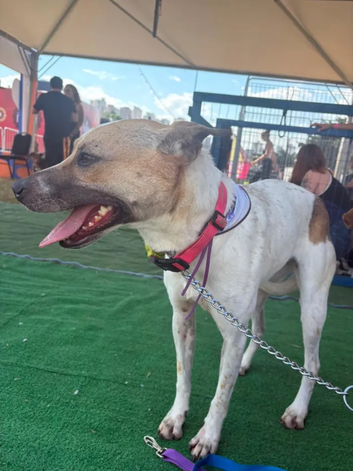Cachorro raça SRD-ViraLata idade 2 anos nome Athena