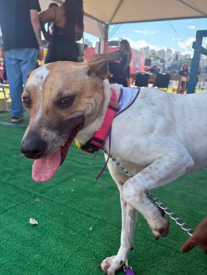 Cachorro raça SRD-ViraLata idade 2 anos nome Athena