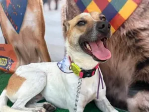Cachorro raça SRD-ViraLata idade 2 anos nome Athena