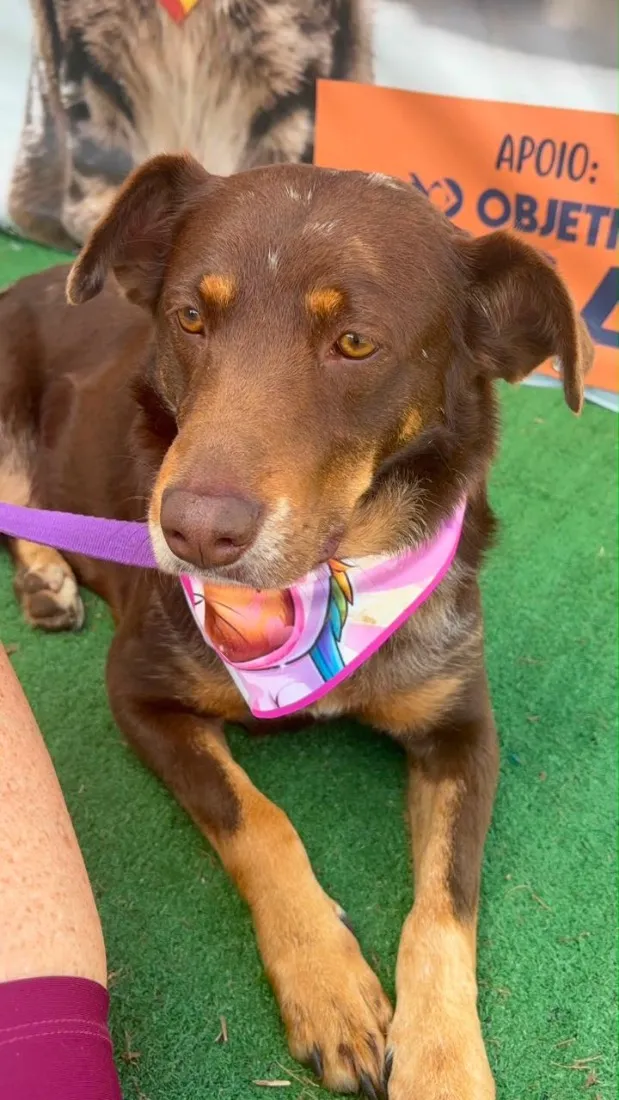 Cachorro raça SRD-ViraLata idade 3 anos nome Shakira 
