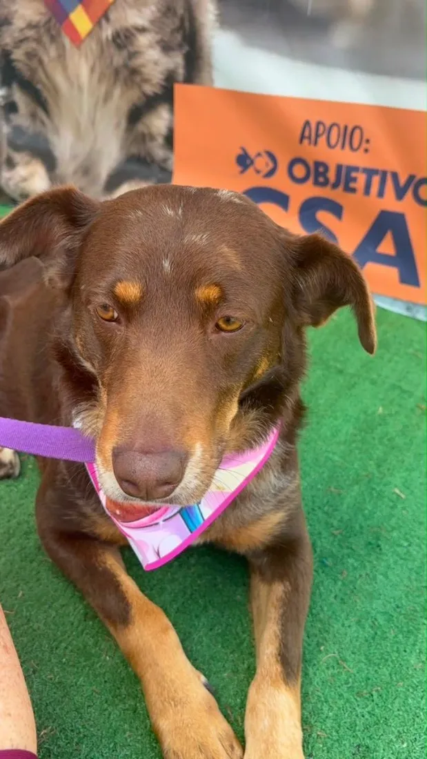 Cachorro raça SRD-ViraLata idade 3 anos nome Shakira 