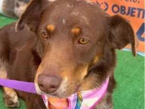 Cachorro raça SRD-ViraLata idade 3 anos nome Shakira 