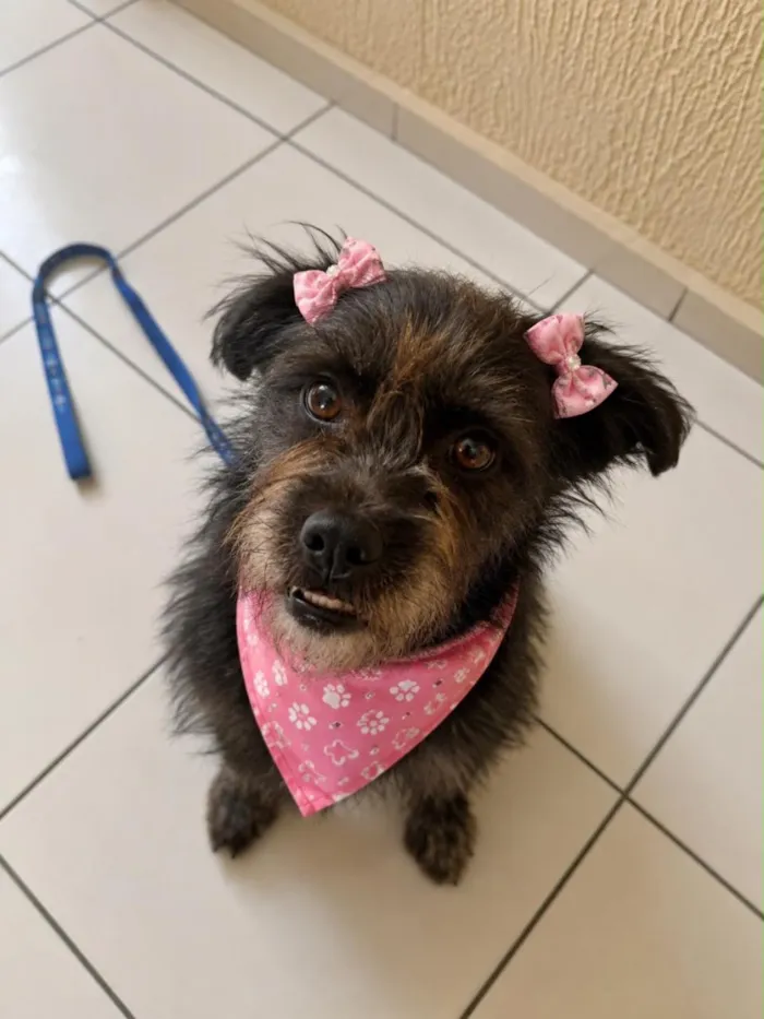 Cachorro raça SRD-ViraLata idade 3 anos nome Miyuki
