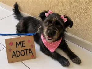 Cachorro raça SRD-ViraLata idade 3 anos nome Miyuki