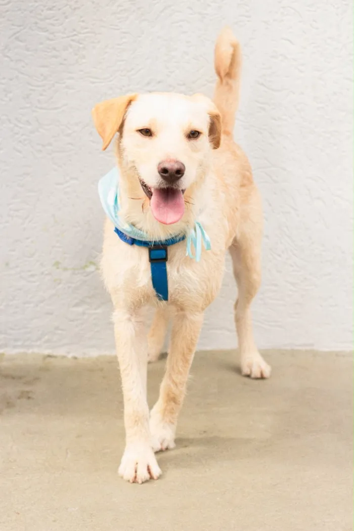 Cachorro raça SRD-ViraLata idade 2 anos nome Belo