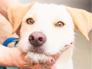 Cachorro raça SRD-ViraLata idade 2 anos nome Belo