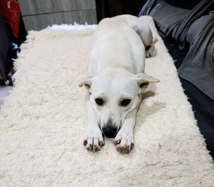 Cachorro raça SRD-ViraLata idade 2 anos nome Branca 
