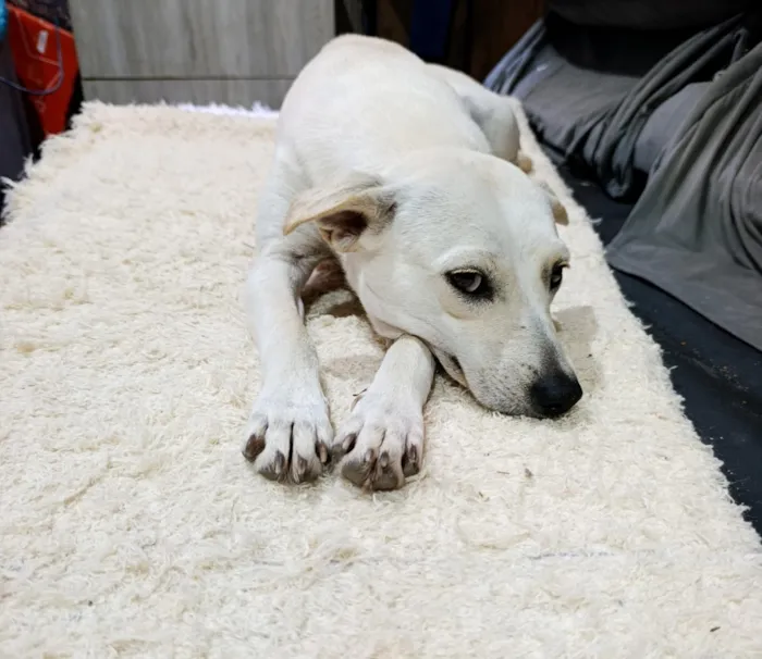 Cachorro raça SRD-ViraLata idade 2 anos nome Branca 