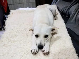Cachorro raça SRD-ViraLata idade 2 anos nome Branca 