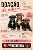 Filhotes 