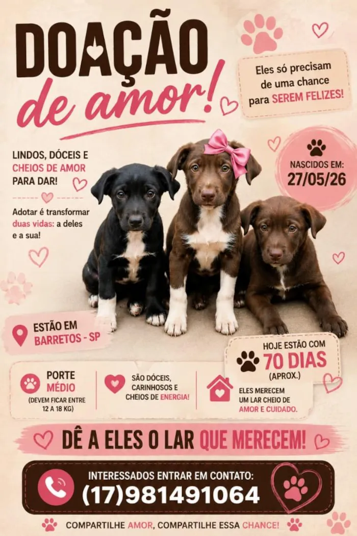 Cachorro raça SRD-ViraLata idade 2 a 6 meses nome Filhotes 