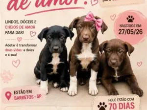 Cachorro raça SRD-ViraLata idade 2 a 6 meses nome Filhotes 