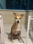 Simba