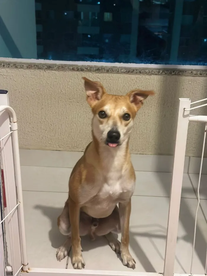 Cachorro raça SRD-ViraLata idade 3 anos nome Simba