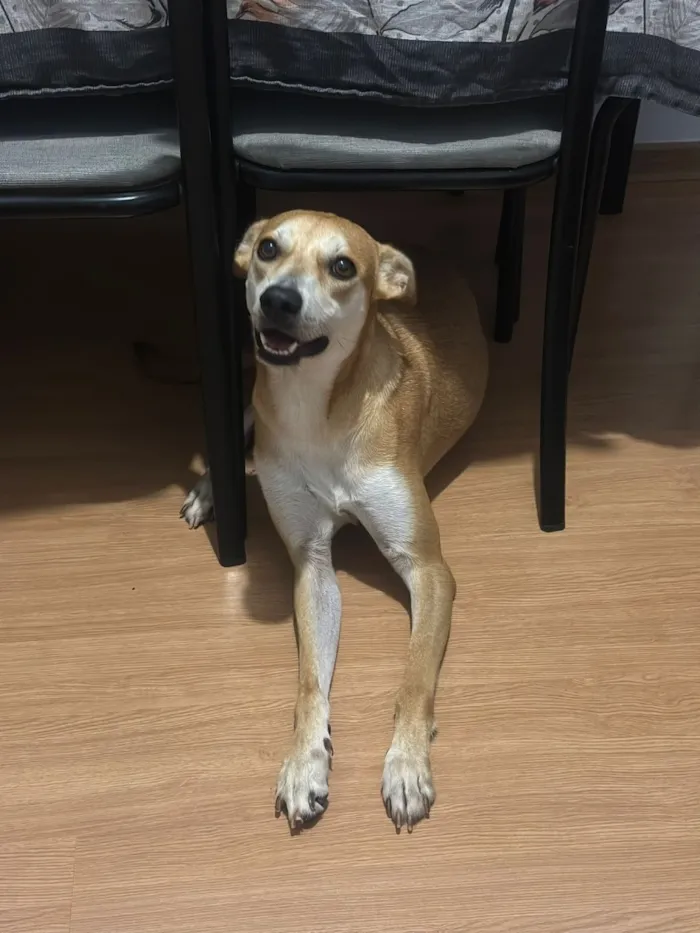 Cachorro raça SRD-ViraLata idade 3 anos nome Simba