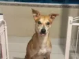 Simba
