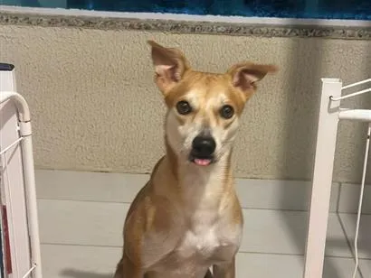 Cachorro raça SRD-ViraLata idade 3 anos nome Simba
