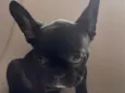 Zeca