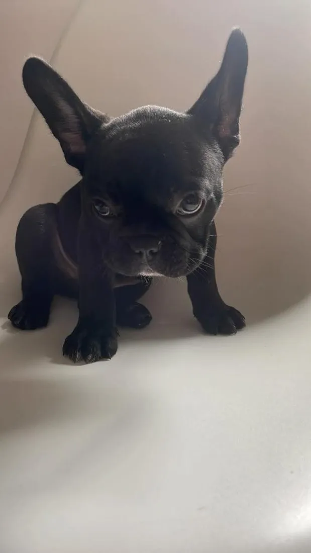 Cachorro raça SRD-ViraLata idade 4 anos nome Zeca