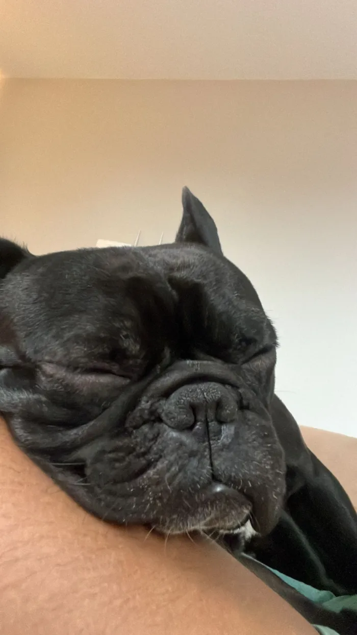 Cachorro raça SRD-ViraLata idade 4 anos nome Zeca