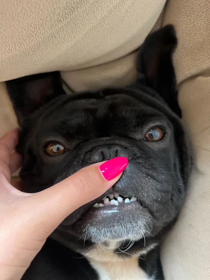 Cachorro raça SRD-ViraLata idade 4 anos nome Zeca
