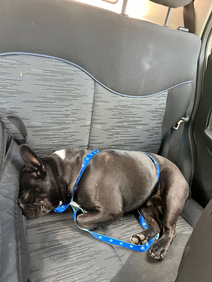 Cachorro raça SRD-ViraLata idade 4 anos nome Zeca
