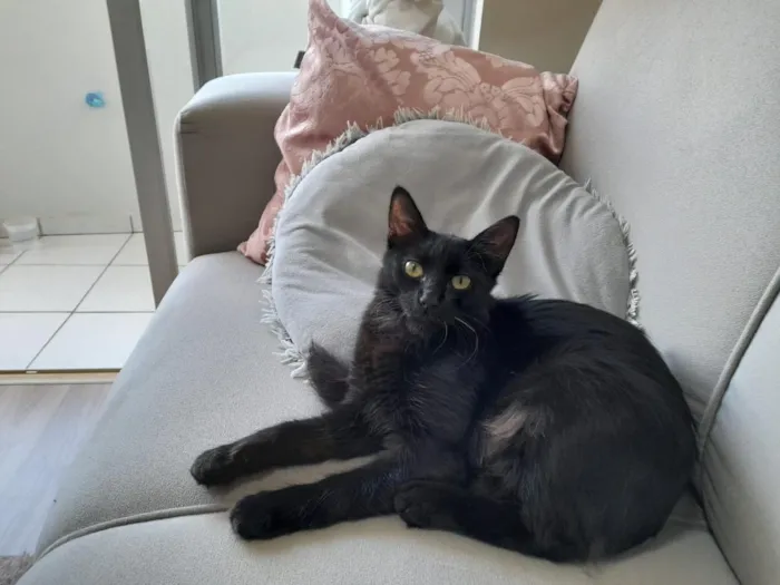 Gato raça SRD-ViraLata idade 7 a 11 meses nome nina