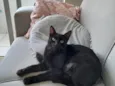 nina