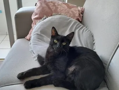 Gato raça SRD-ViraLata idade 7 a 11 meses nome nina