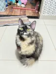 Gamora