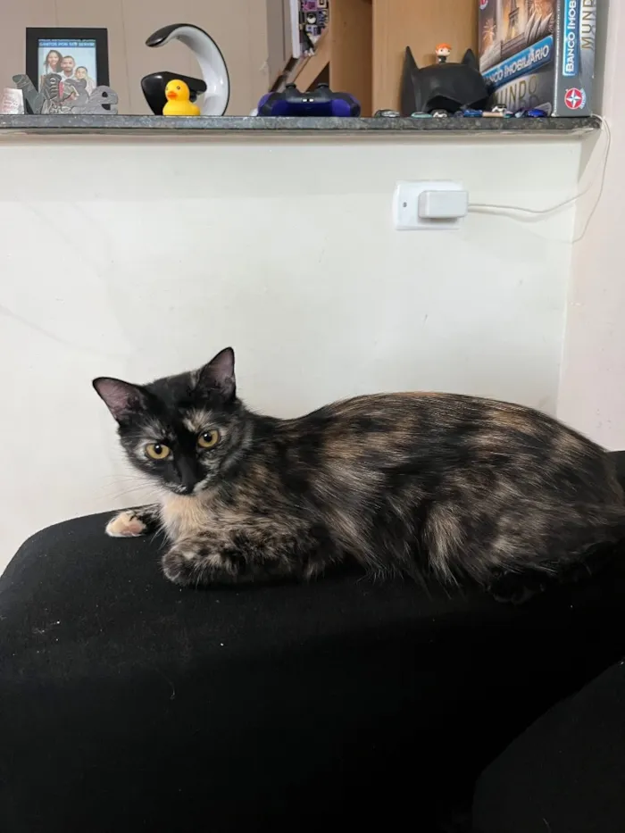 Gato raça SRD-ViraLata idade 2 anos nome Gamora