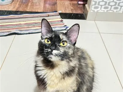 Gato raça SRD-ViraLata idade 2 anos nome Gamora