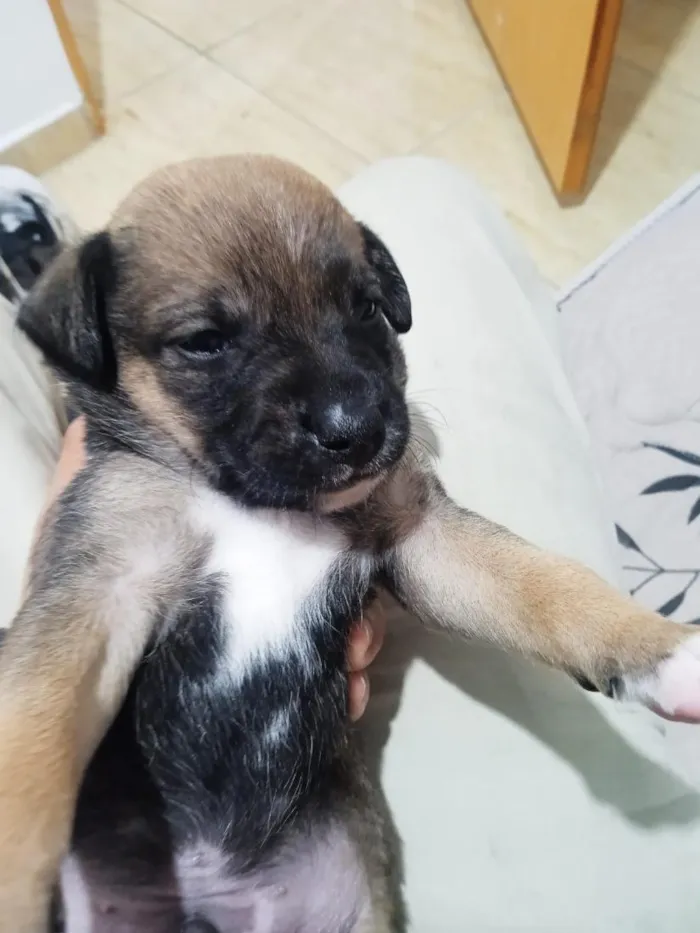 Cachorro raça SRD-ViraLata idade Abaixo de 2 meses nome neymar