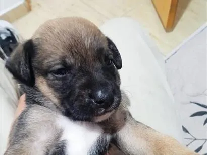 Cachorro raça SRD-ViraLata idade Abaixo de 2 meses nome neymar