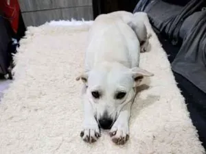 Cachorro raça SRD-ViraLata idade 2 anos nome Branca 