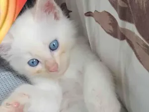 Gato raça SRD-ViraLata idade 2 a 6 meses nome Presidente