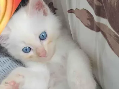 Gato raça SRD-ViraLata idade 2 a 6 meses nome Presidente