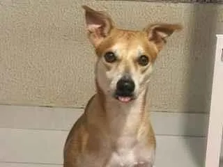 Cachorro raça SRD-ViraLata idade 3 anos nome Simba