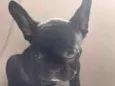 Zeca