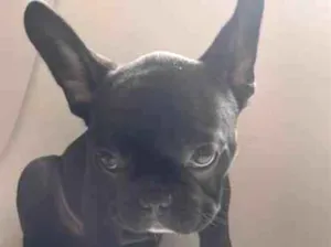 Cachorro raça SRD-ViraLata idade 4 anos nome Zeca