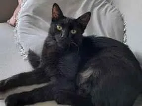 Gato raça SRD-ViraLata idade 7 a 11 meses nome nina