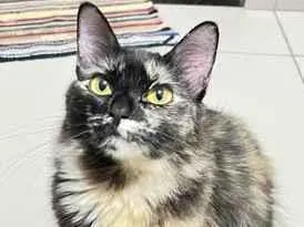 Gato raça SRD-ViraLata idade 2 anos nome Gamora