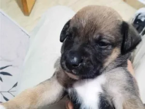 Cachorro raça SRD-ViraLata idade Abaixo de 2 meses nome neymar