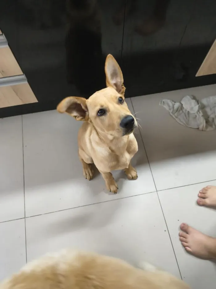 Cachorro raça SRD-ViraLata idade 2 a 6 meses nome Mabel