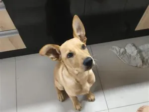 Cachorro raça SRD-ViraLata idade 2 a 6 meses nome Mabel
