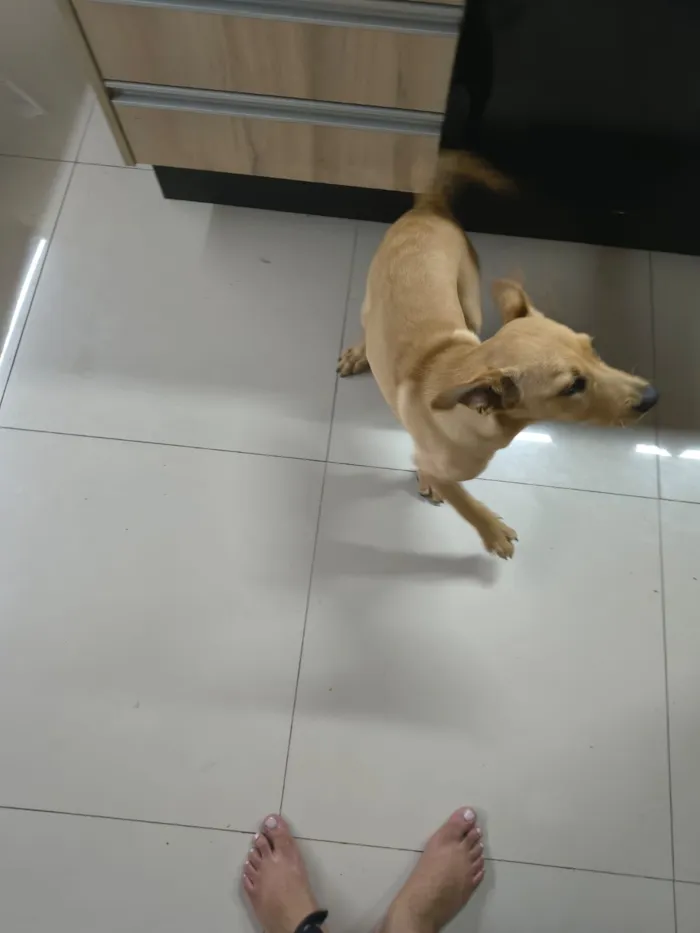 Cachorro raça SRD-ViraLata idade 2 a 6 meses nome Mabel