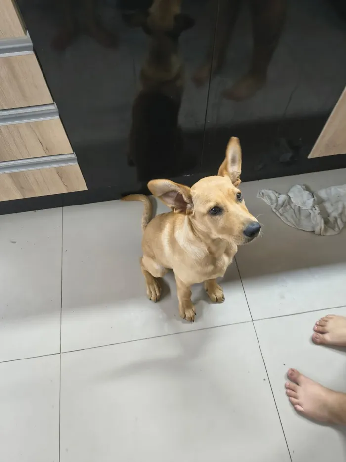Cachorro raça SRD-ViraLata idade 2 a 6 meses nome Mabel