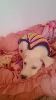 Meleys