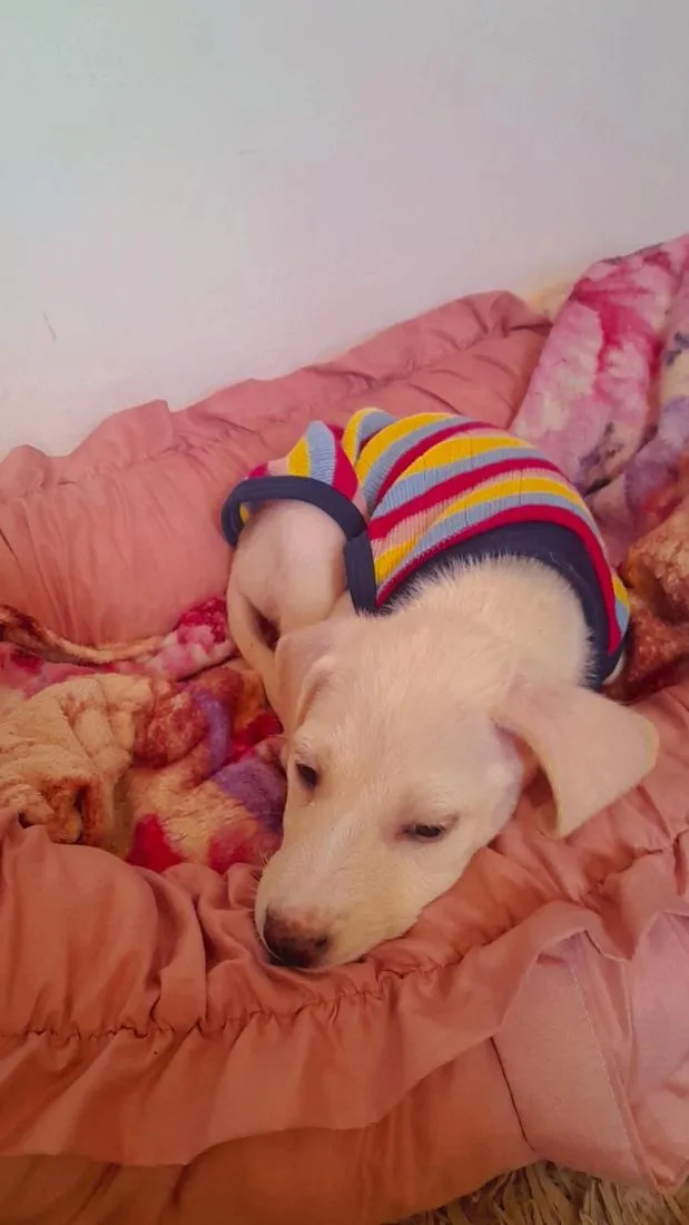 Cachorro raça SRD-ViraLata idade 2 a 6 meses nome Meleys