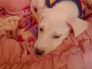 Cachorro raça SRD-ViraLata idade 2 a 6 meses nome Meleys